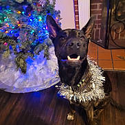 Fish is registered to the contest to win money with this photo: dog, christmas_tree, holiday, decorations, lights, tinsel, indoor, festive, pet, canine, floor, fireplace, brick_wall, celebration, collar, wooden_floor, smiling, ears_up, holiday_decor, cheerful