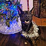 dog, christmas_tree, holiday, decorations, lights, tinsel, indoor, festive, pet, canine, floor, fireplace, brick_wall, celebration, collar, wooden_floor, smiling, ears_up, holiday_decor, cheerful
