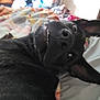 Fish is registered to the contest to win money with this photo: dog, black_dog, pet, bed, quilt, indoor, animal, canine, fur, ears, teeth, lying_down, looking, funny_face, candid, close_up, domestic, companion, cute, relaxed