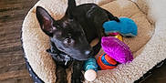 Fish is registered to the contest to win money with this photo: puppy, dog, dog_bed, toys, black_dog, indoor, wooden_floor, carpet, pet, animal, cute, young_dog, resting, cozy, fur, ears, collar, playful, home, floor