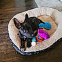 puppy, dog, dog_bed, toys, black_dog, indoor, wooden_floor, carpet, pet, animal, cute, young_dog, resting, cozy, fur, ears, collar, playful, home, floor