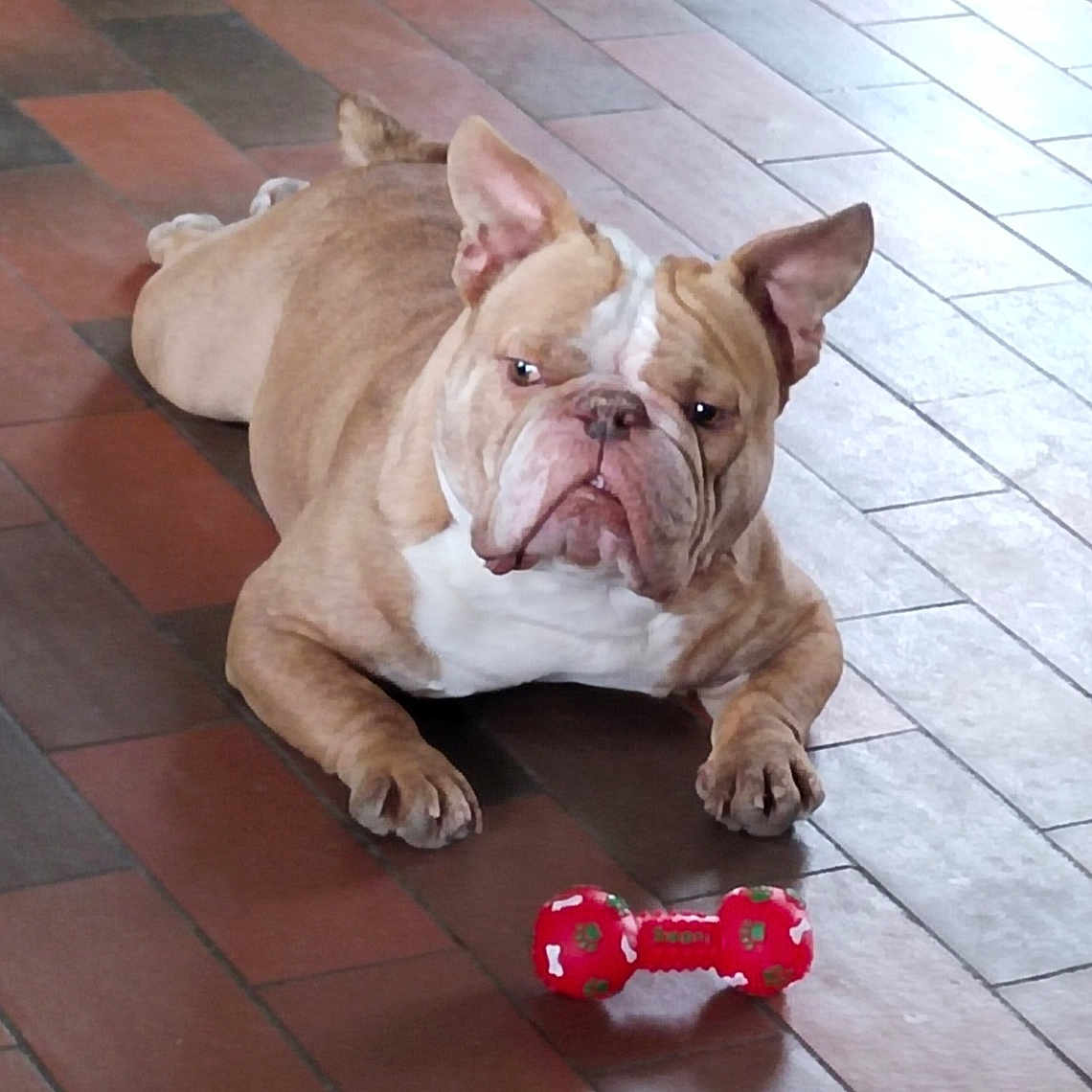 Hermès participe au concours pour gagner de l'argent avec cette photo : animal, bostonbull, boxer, bulldog, canine, dog, frenchbulldog, pet, pitbull, puppy, toy, whitedog