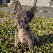 Lola joined the competition — help win amazing prizes! puppy, dog, grass, outdoor, pet, young, ears, sunlight, house, frontyard, cute, animal, canine, portrait, attention, small, sitting, daylight, nature, domestic