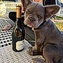Lola joined the competition — help win amazing prizes! french_bulldog, puppy, dog, wine_bottle, glass, person, outdoor, daylight, table, mat, picket_fence, grass, casual_clothing, seated, wooden_deck, pet, animal, sunlight, relaxing, home_garden