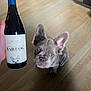 Lola joined the competition — help win amazing prizes! french_bulldog, puppy, dog, blue_eyes, wine_bottle, pinot_noir, bar_dog, hand, wooden_floor, indoor, pet, animal, cute, looking_up, flooring, label, glass_bottle, domestic_animal, young_dog, portrait
