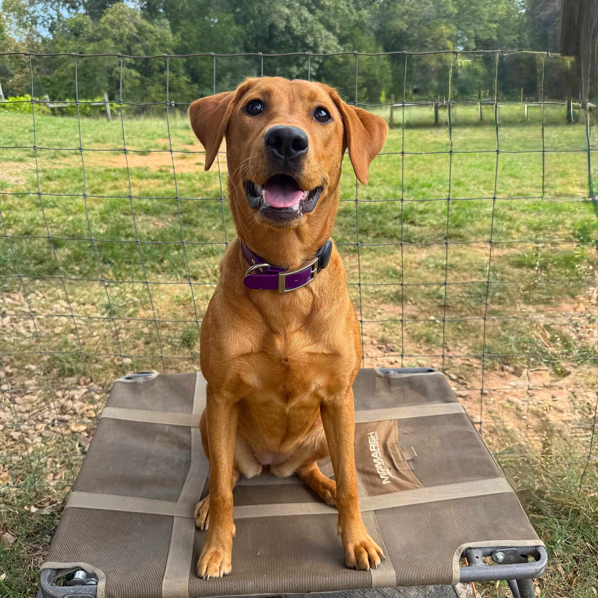 Lady Mae