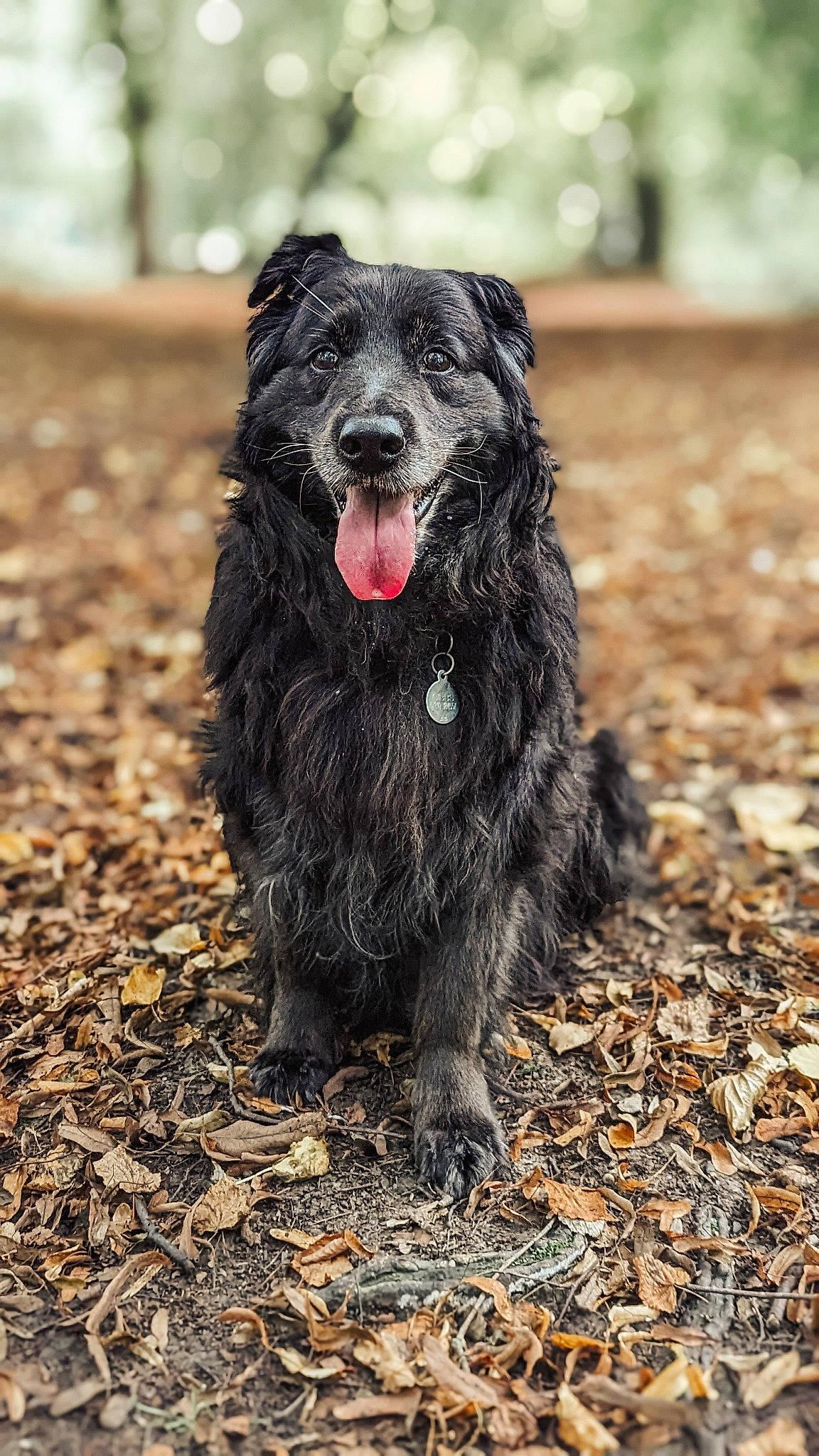 Ali is registered to the contest to win money with this photo: canidae, carnivore, companion_dog, dog, dog_breed, fur, grass, non_sporting_group, soil, spaniel, sporting_group, tail, terrestrial_animal, terrier, toy_dog, water_dog, working_animal, working_dog