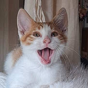 Rocket a rejoint le concours — aidez-le/la à gagner de superbes lots ! cat, kitten, orange_and_white, feline, pet, animal, portrait, close_up, open_mouth, meowing, wide_eyes, ears, whiskers, pink_nose, fluffy_fur, sitting, indoors, home, dramatic_expression, cute