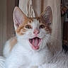 animal, cat, close_up, cute, dramatic_expression, ears, feline, fluffy_fur, home, indoors, kitten, meowing, open_mouth, orange_and_white, pet, pink_nose, portrait, sitting, whiskers, wide_eyes