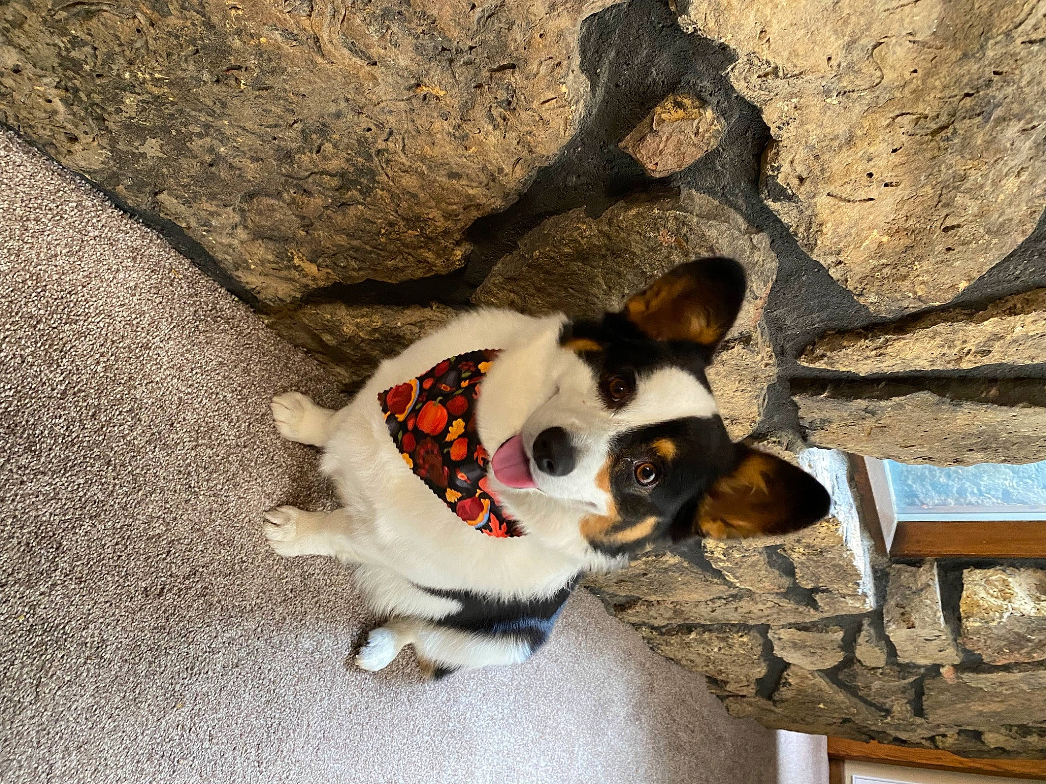 Daisy is registered to the contest to win money with this photo: canidae, carnivore, comfort, companion_dog, dog, dog_breed, dog_supply, fawn, fur, paw, pet_supply, rock, shadow, snout, sporting_group, tail, terrestrial_animal, whiskers, wood, working_animal