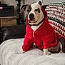 Buster joined the competition — help win amazing prizes! dog, hoodie, red_clothing, couch, blanket, indoor, pet, canine, domestic_animal, portrait, seated, looking_at_camera, living_room, decor, christmas, cozy, furniture, animal_fashion, white, brown