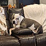 Buster is registered to the contest to win money with this photo: dog, leather_couch, blanket, decorations, plant, shelf, pumpkin, jar, cozy, living_room, pet, resting, brown, white, furniture, home_interior, relaxed, animal, comfort, indoors