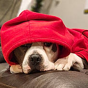 Buster joined the competition — help win amazing prizes! dog, hoodie, red_clothing, pet, canine, couch, leather, indoor, closeup, face, paw, resting, brown, white, fur, cute, cozy, sleepy, animal, portrait