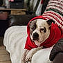 dog, hoodie, red_clothing, couch, blanket, white_blanket, leather_furniture, indoor, pet, relaxed, sleepy, home, cozy, living_room, animal, brown_leather, tile_floor, domestic, casual, portrait