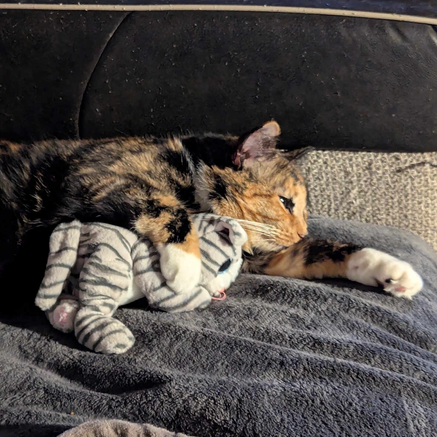 Hexa joined the competition — help win amazing prizes! abyssinian, animal, bed, bedroom, blanket, canine, cat, couch, cushion, furniture, homedecor, kitten, manx, person, pet, plush, quilt, sleeping, tiger, toy