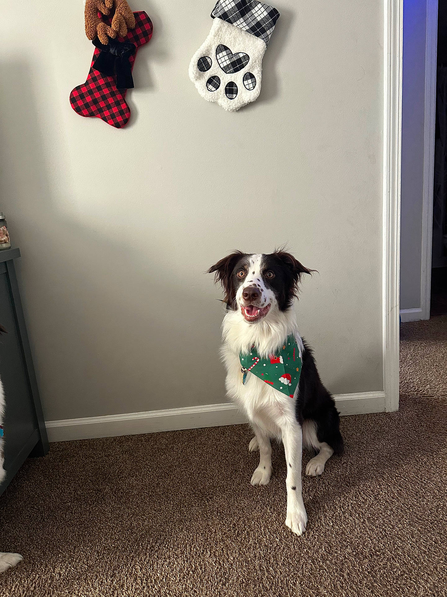 Maverick joined the competition — help win amazing prizes! accessories, animal, canine, christmas, christmasdecorations, christmasstocking, clothing, dog, festival, footwear, gift, hosiery, indoors, pattern, person, pet, puppy, shoe, sock, stocking