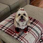 Dk is registered to the contest to win money with this photo: black, blanket, bow, couch, cozy, cute, dog, fabric, fur, furry, happy, homedecor, indoor, pet, plaid, red, small_dog, smiling, tongue_out, white