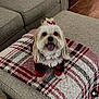 black, blanket, bow, couch, cozy, cute, dog, fabric, fur, furry, happy, homedecor, indoor, pet, plaid, red, small_dog, smiling, tongue_out, white