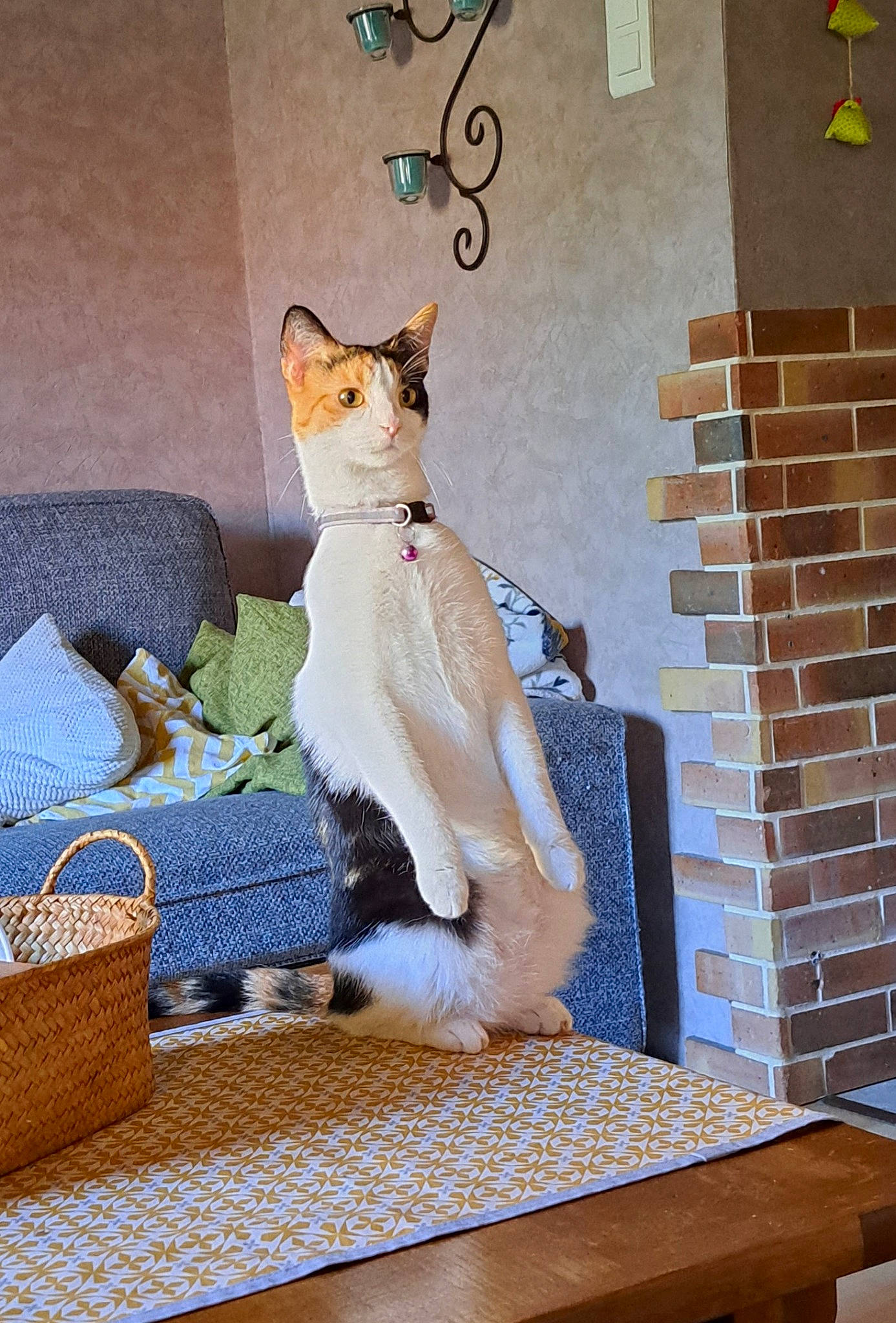 Lola Et Maya a rejoint le concours — aidez-le/la à gagner de superbes lots ! art, cat, comfort, companion_dog, couch, domestic_short_haired_cat, fawn, felidae, flooring, fur, hardwood, linens, picnic_basket, room, sitting, small_to_medium_sized_cats, tail, toy, whiskers, wood