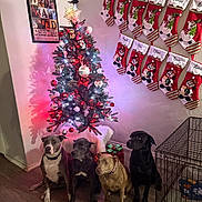 Lunabluchloebear is registered to the contest to win money with this photo: canine, christmas_tree, collar, decorations, dog, dog_crate, festive, flooring, gift_box, group, holiday_decor, home, indoor, lights, ornaments, pets, sitting, stockings, wall_art, wood_floor