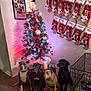 canine, christmas_tree, collar, decorations, dog, dog_crate, festive, flooring, gift_box, group, holiday_decor, home, indoor, lights, ornaments, pets, sitting, stockings, wall_art, wood_floor