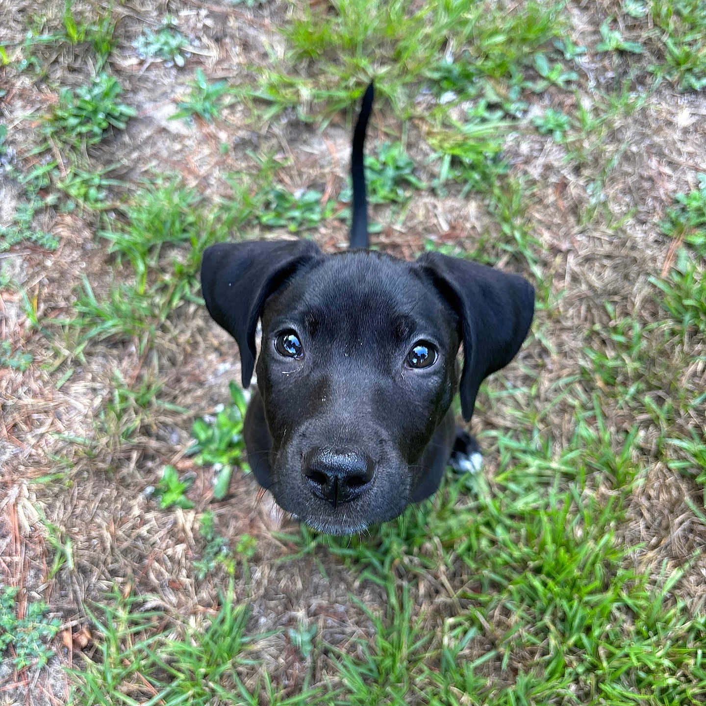 Margot is registered to the contest to win money with this photo: animal, canine, dog, field, grass, grassland, green, herbal, herbs, hound, labradorretriever, lawn, nature, outdoors, pet, plant, puppy, soil, tree, vegetation