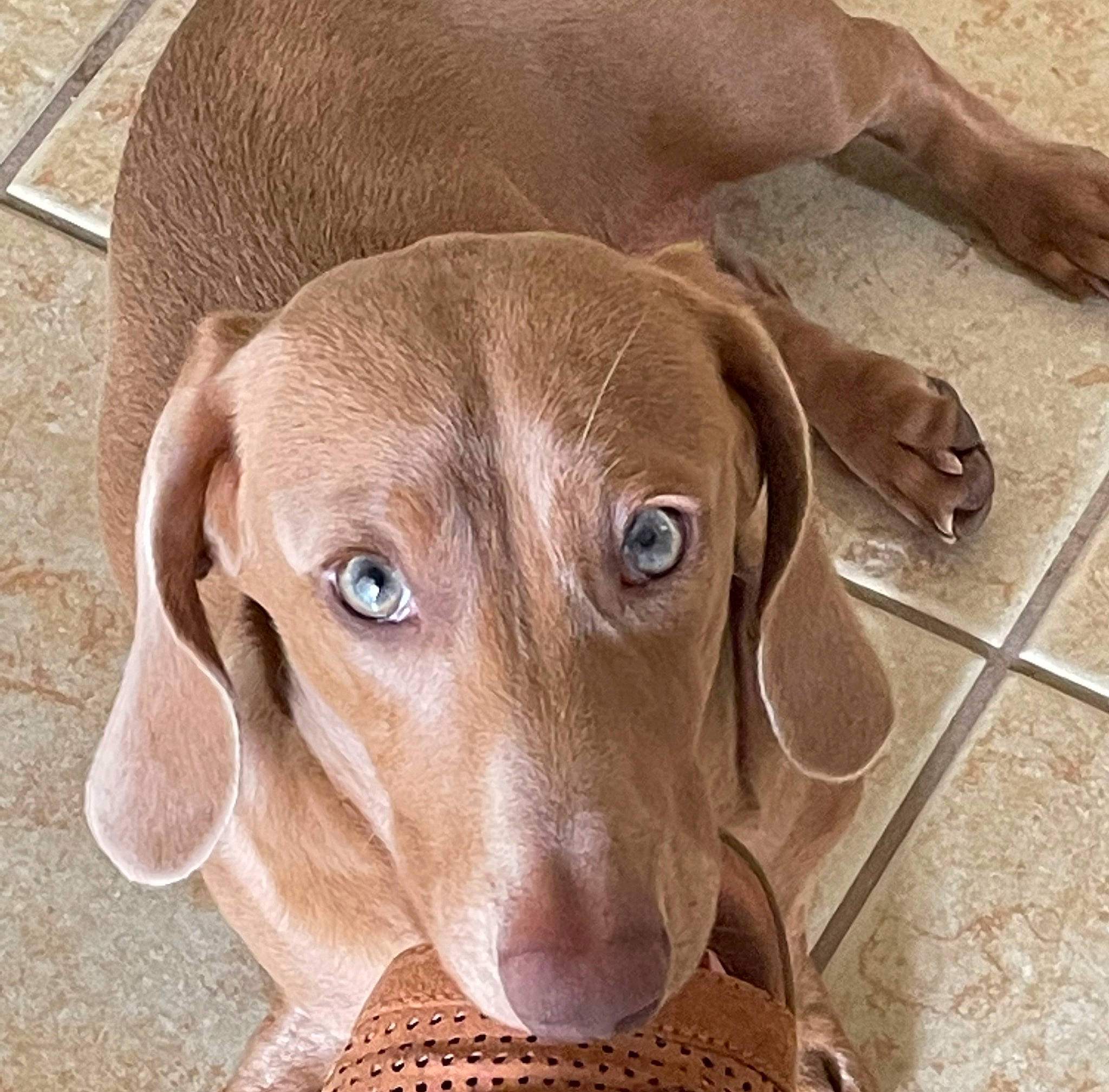 Milo is registered to the contest to win money with this photo: canidae, carnivore, companion_dog, dog, dog_breed, ear, fawn, gun_dog, hunting_dog, liver, sporting_group, terrestrial_animal, whiskers, wood, working_animal