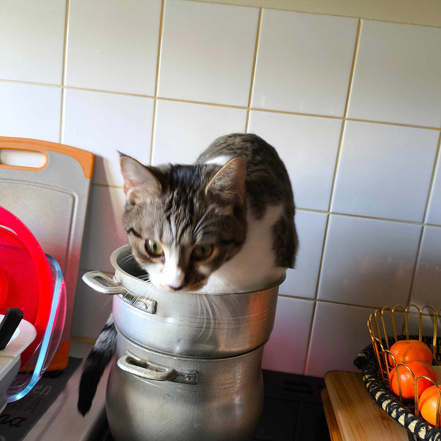 Yuko a rejoint le concours — aidez-le/la à gagner de superbes lots ! animal, basket, cat, cooking_utensil, countertop, curious, cutting_board, domestic, exploration, feline, household, indoor, kitchen, metal, orange, pet, pot, stove, tail, tile_wall