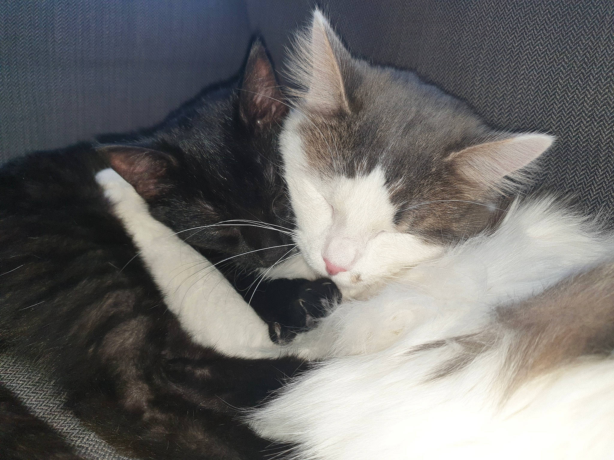 Romy a rejoint le concours — aidez-le/la à gagner de superbes lots ! carnivore, cat, claw, cloud, comfort, domestic_short_haired_cat, ear, felidae, fur, jaw, love, nap, paw, sky, sleep, small_to_medium_sized_cats, snout, tail, tree, whiskers