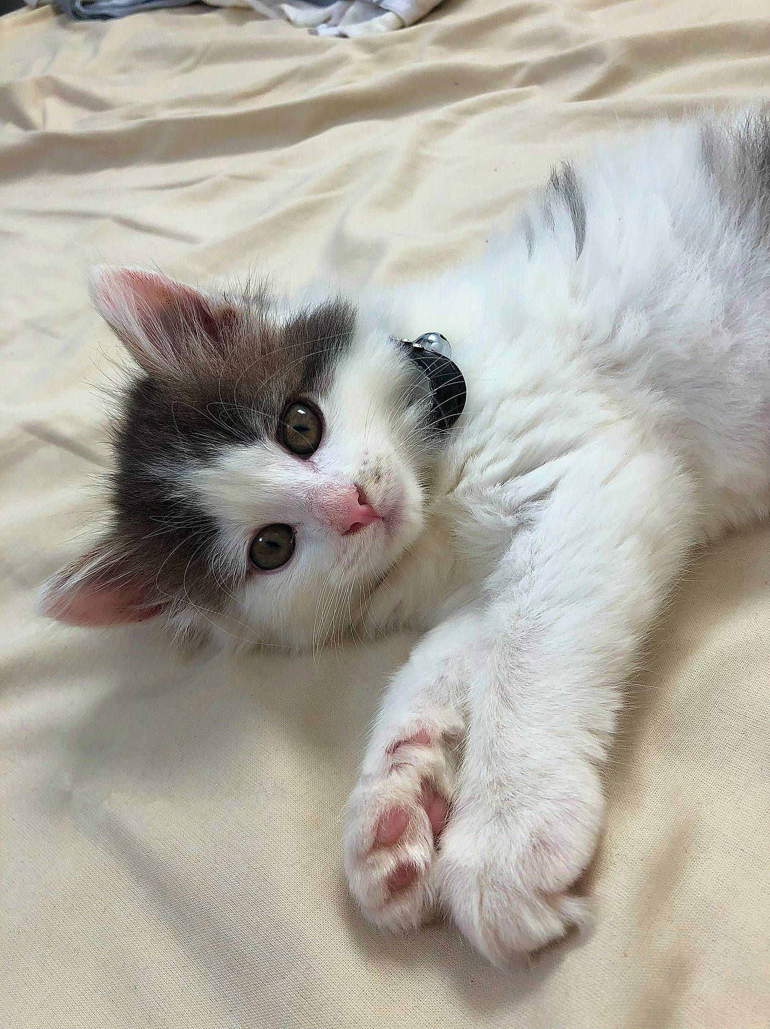 Romy participe au concours pour gagner de l'argent avec cette photo : carnivore, cat, claw, comfort, domestic_short_haired_cat, fawn, felidae, foot, fur, paw, small_to_medium_sized_cats, snout, tail, whiskers