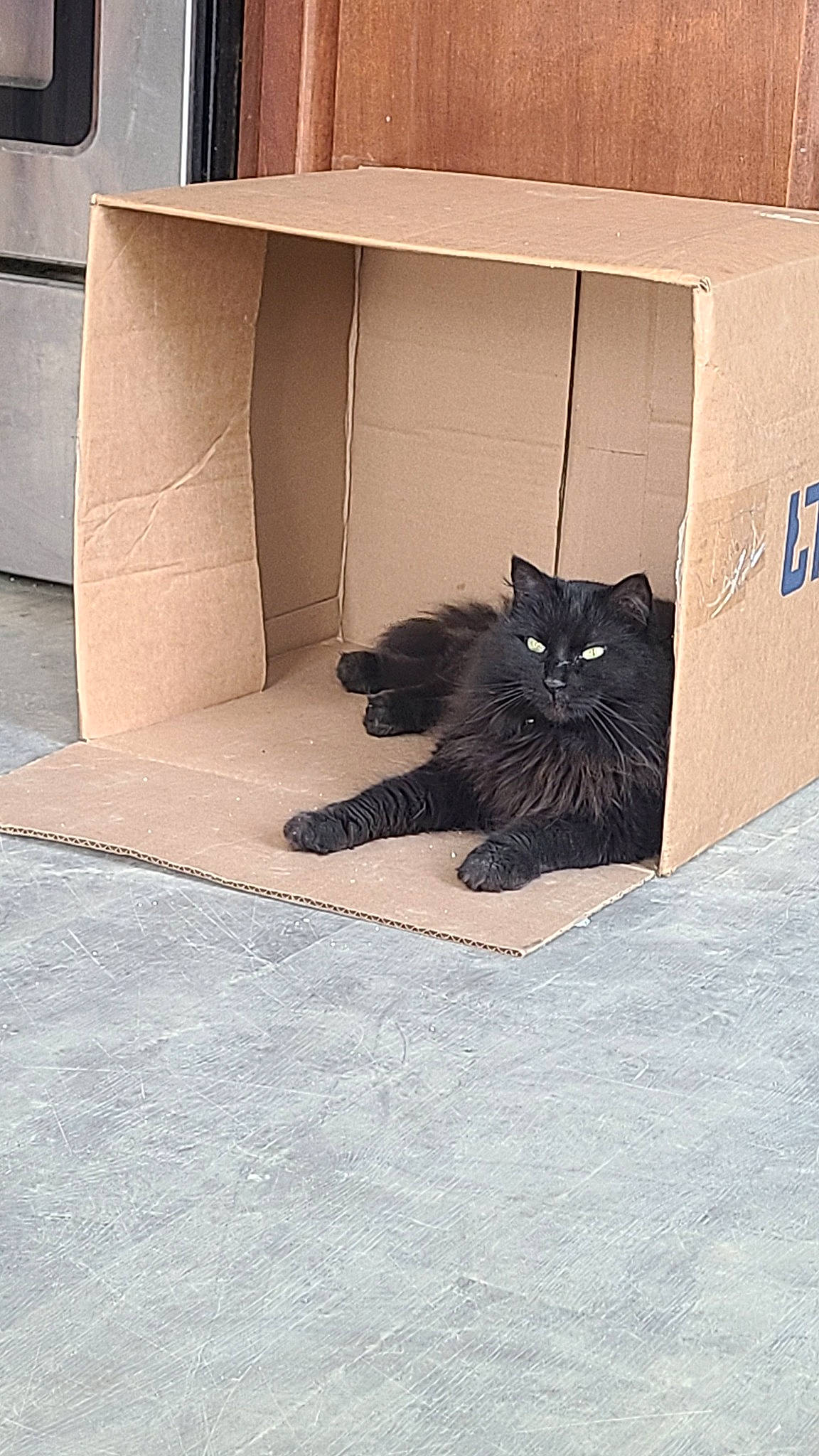 Sheba joined the competition — help win amazing prizes! black_cat, box, cardboard, carnivore, carton, cat, comfort, domestic_short_haired_cat, felidae, floor, flooring, grey, packaging_and_labeling, rectangle, shipping_box, small_to_medium_sized_cats, tail, tints_and_shades, whiskers, wood