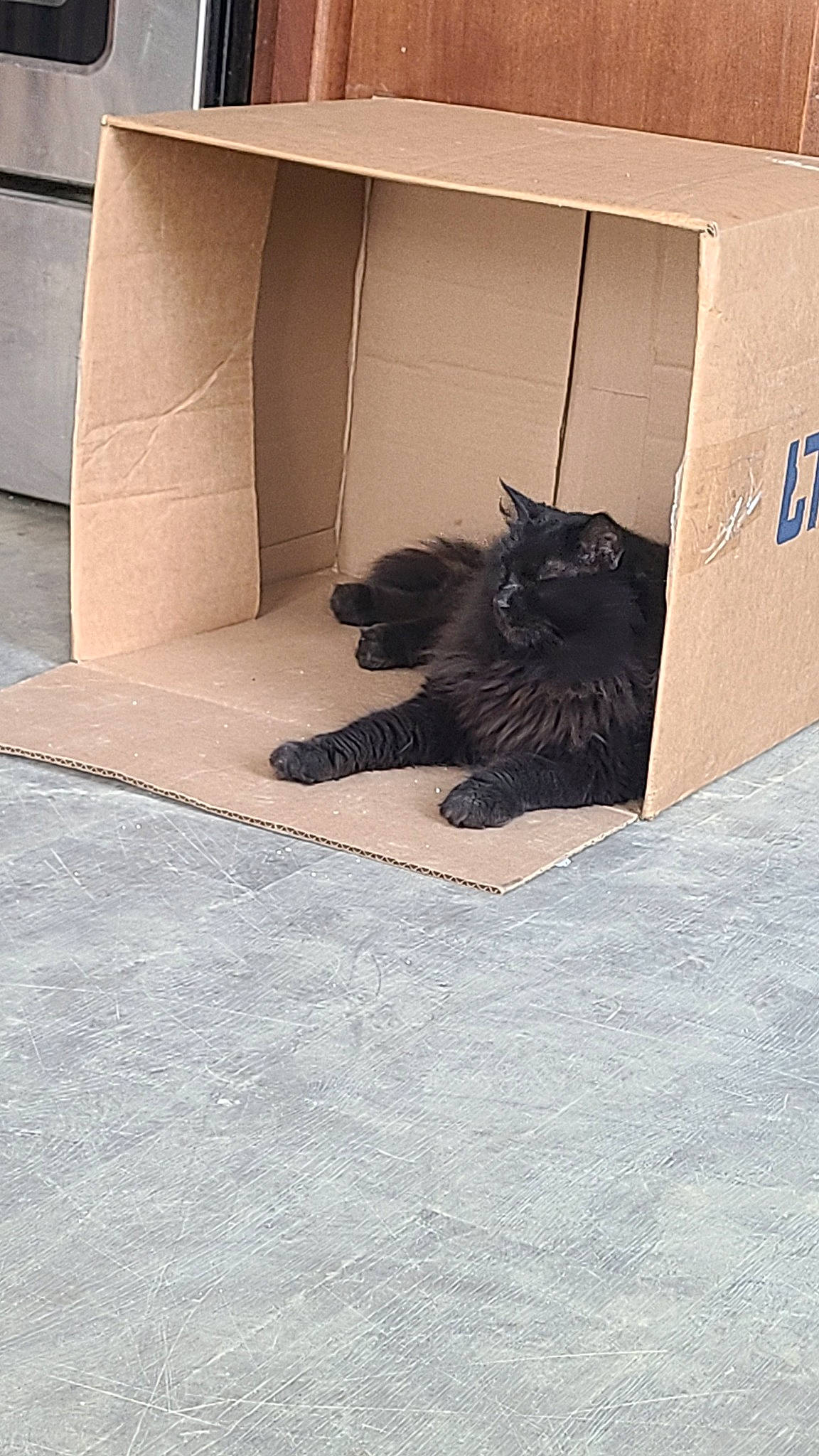 Sheba is registered to the contest to win money with this photo: black_cat, box, carnivore, carton, cat, comfort, domestic_short_haired_cat, felidae, flooring, fur, grey, packaging_and_labeling, rectangle, road_surface, shipping_box, small_to_medium_sized_cats, tail, tints_and_shades, whiskers, wood