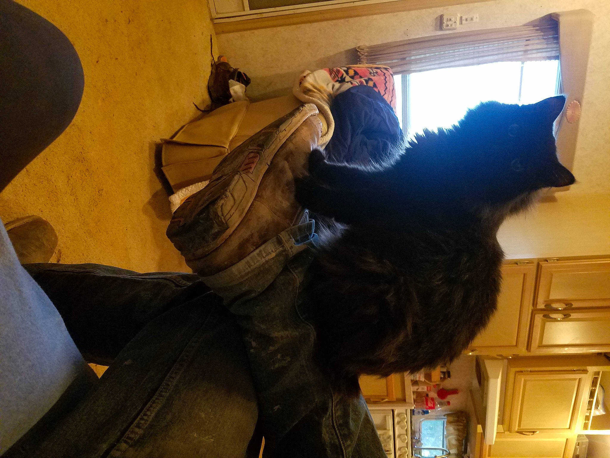 Sheba is registered to the contest to win money with this photo: black_cat, comfort, dog_breed, felidae, flooring, fun, fur, guard_dog, musical_instrument, room, sculpture, shadow, small_to_medium_sized_cats, sporting_group, tail, tints_and_shades, visual_arts, whiskers, window, wood