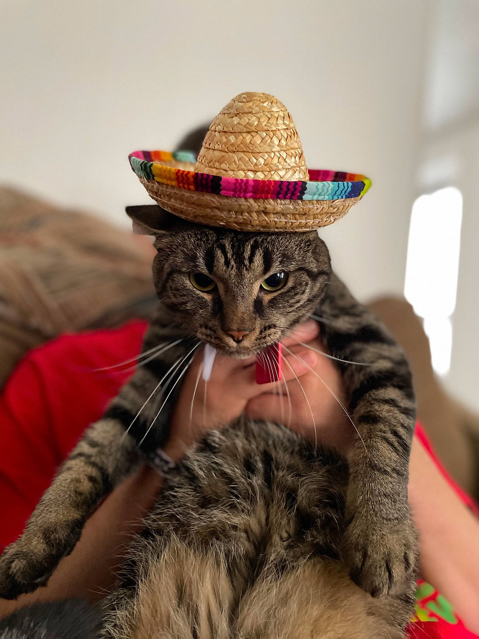 Bagel is registered to the contest to win money with this photo: carnivore, cat, costume_hat, cowboy_hat, fashion_accessory, fawn, fedora, felidae, fur, glasses, hat, mammal, plant, small_to_medium_sized_cats, snout, sombrero, sun_hat, sunglasses, vertebrate, whiskers