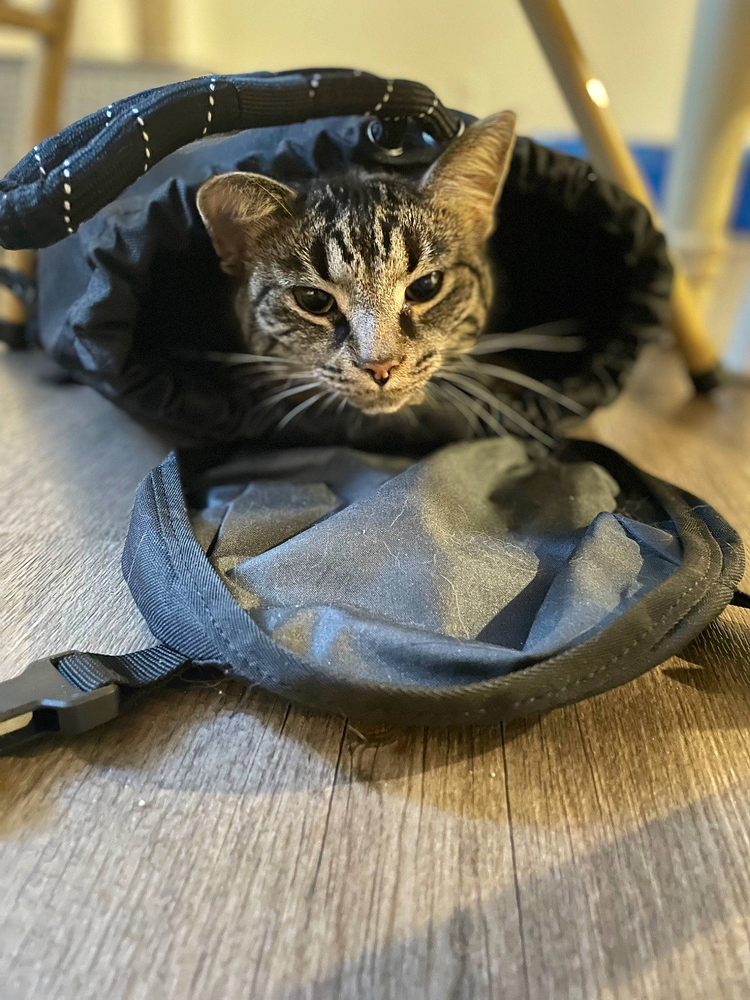 Bagel is registered to the contest to win money with this photo: bag, carnivore, cat, cat_supply, claw, comfort, domestic_short_haired_cat, felidae, flooring, fur, grey, hardwood, paw, sitting, small_to_medium_sized_cats, snout, tail, terrestrial_animal, whiskers, wood