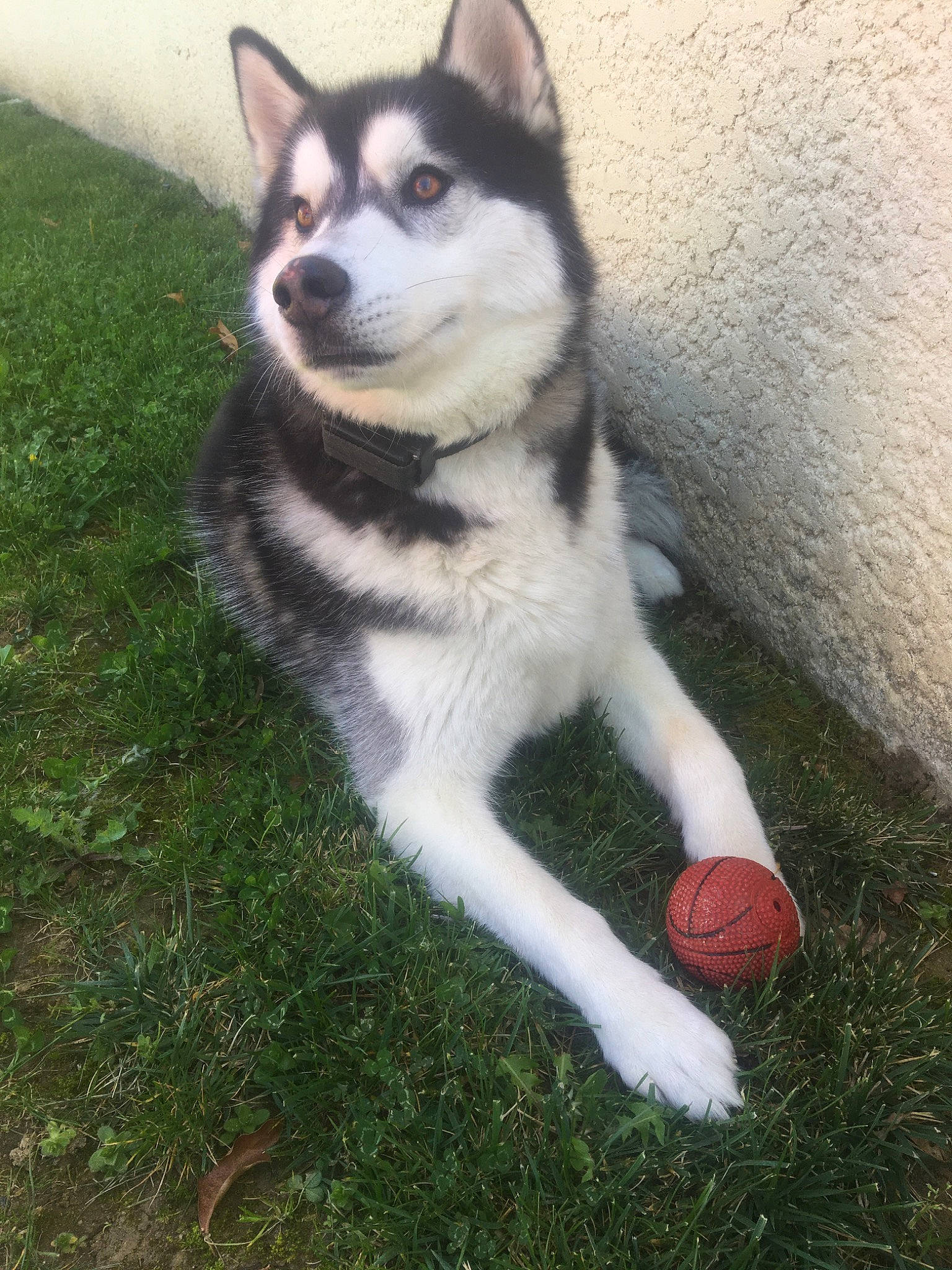 Olaf participe au concours pour gagner de l'argent avec cette photo : alaskan_klee_kai, alaskan_malamute, canadian_eskimo_dog, canidae, carnivore, dog, dog_breed, jamthund, mammal, miniature_siberian_husky, native_american_indian_dog, northern_inuit_dog, rare_breed_dog, sakhalin_husky, seppala_siberian_sleddog, siberian_husky, sled_dog, tamaskan_dog, vertebrate, wolfdog