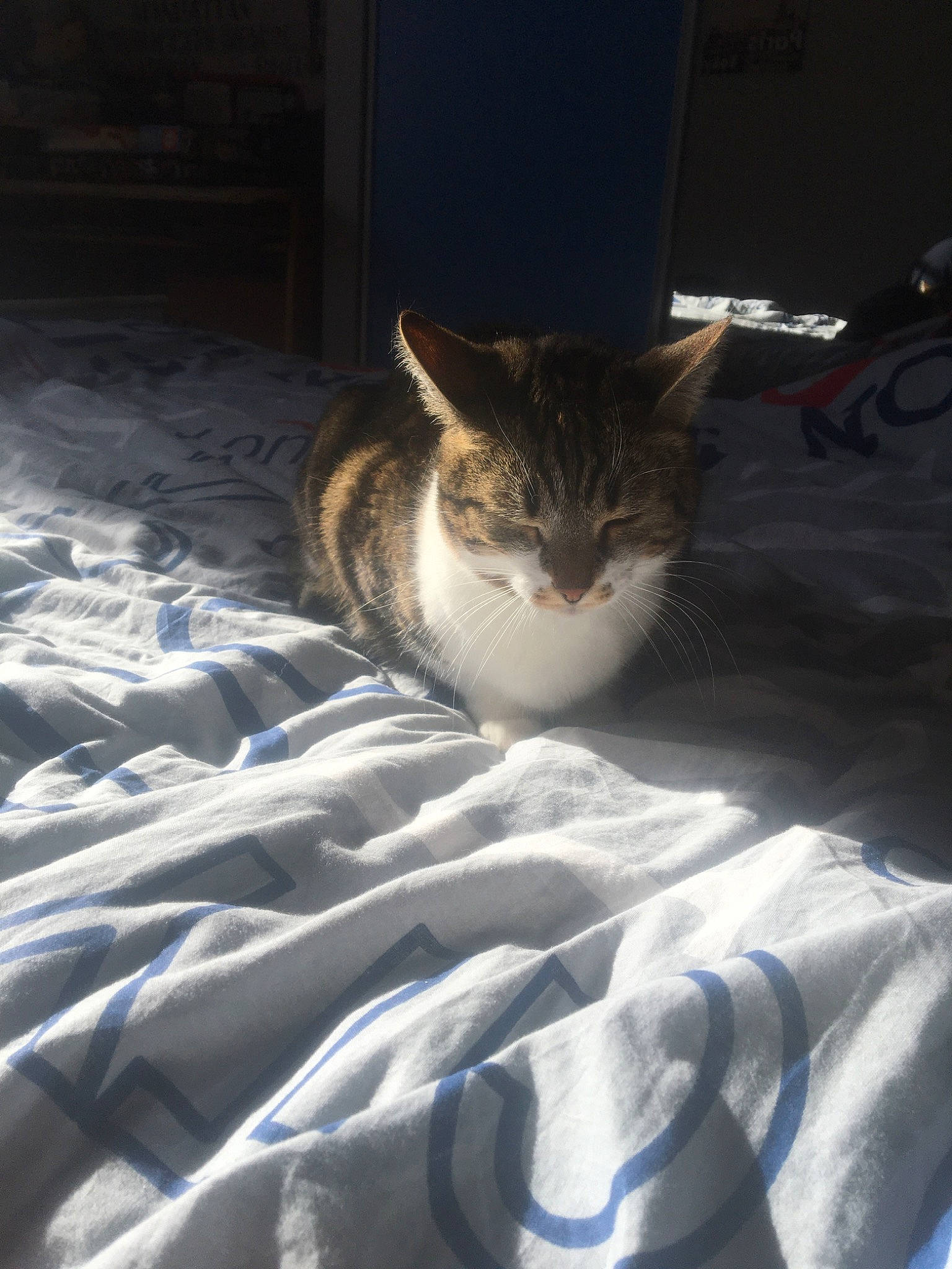 Tina participe au concours pour gagner de l'argent avec cette photo : aegean_cat, bed, bed_sheet, carnivore, cat, domestic_short_haired_cat, european_shorthair, felidae, fur, kitten, linens, sky, small_to_medium_sized_cats, sunlight, tabby_cat, whiskers