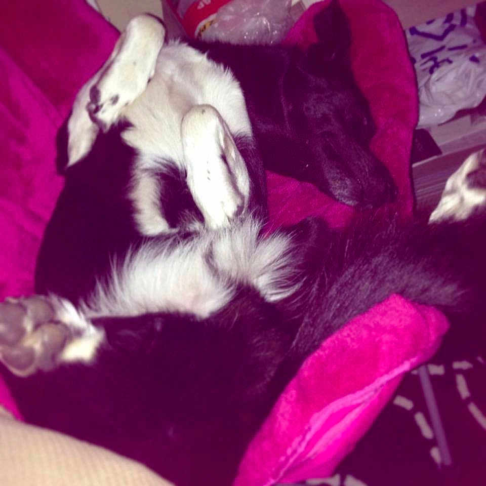 Blaze is registered to the contest to win money with this photo: