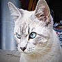 Léonardo a rejoint le concours — aidez-le/la à gagner de superbes lots ! alert, animal, blue_eyes, cat, close_up, cute, detailed, domestic_cat, ears, feline, fur, indoors, looking_away, mammal, pet, portrait, side_view, soft_light, whiskers, whiskers_visible