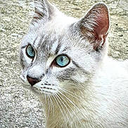 Léonardo participe au concours pour gagner de l'argent avec cette photo : animal, blue_eyes, cat, close_up, concrete, curious, ear, face, feline, fur, light_gray, mammal, nose, outdoor, pet, portrait, texture, whiskers, white