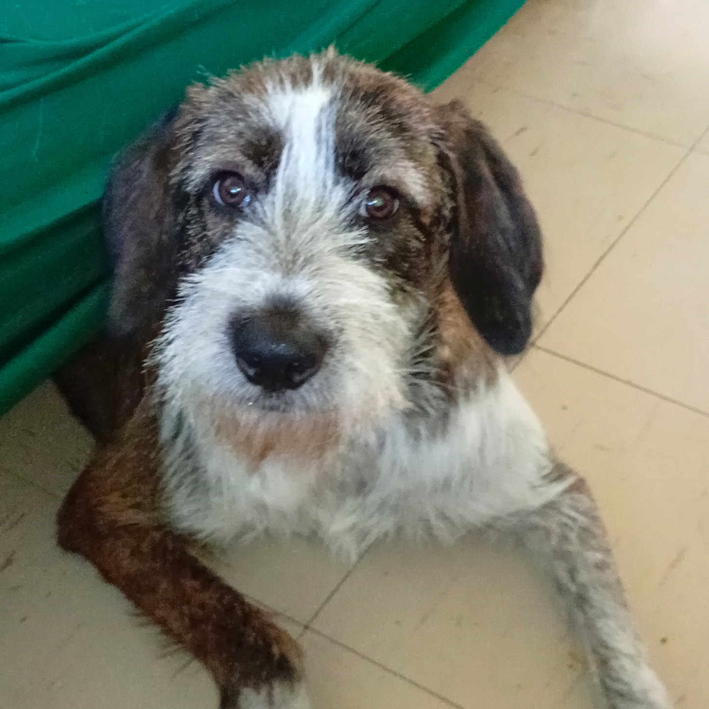 Lùna participe au concours pour gagner de l'argent avec cette photo : dog, scruffy, brown, white, black, floor, tile, indoor, pet, animal, fur, ears, nose, eyes, laying, resting, companion, curious, closeup, portrait