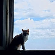 Gohan participe au concours pour gagner de l'argent avec cette photo : cat, window, windowsill, sky, clouds, blue_sky, silhouette, indoor, portrait, animal, pet, feline, sitting, standing, ears, whiskers, fur, backlighting, daylight, architecture
