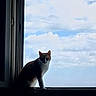animal, architecture, backlighting, blue_sky, cat, clouds, daylight, ears, feline, fur, indoor, pet, portrait, silhouette, sitting, sky, standing, whiskers, window, windowsill
