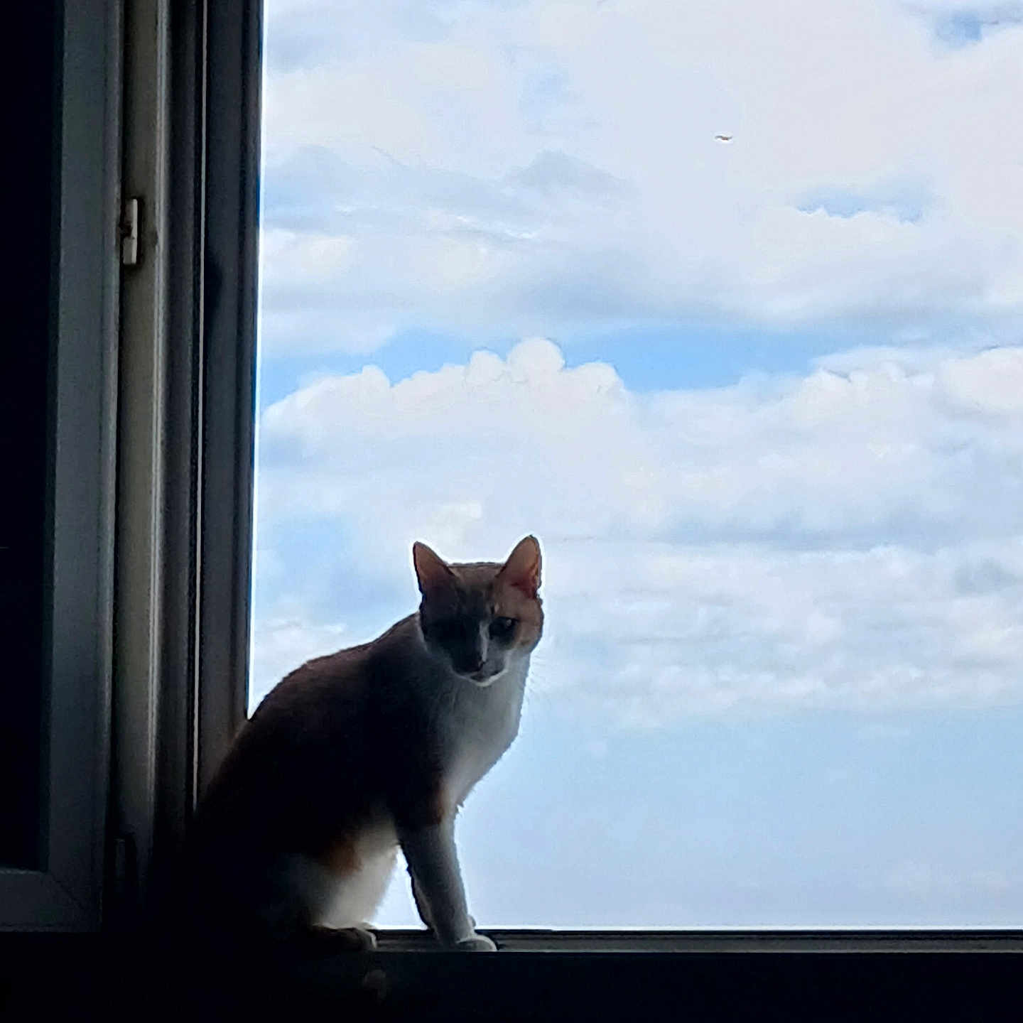Gohan participe au concours pour gagner de l'argent avec cette photo : cat, window, windowsill, sky, clouds, blue_sky, silhouette, indoor, portrait, animal, pet, feline, sitting, standing, ears, whiskers, fur, backlighting, daylight, architecture