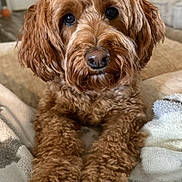 Mavree Lafonda is registered to the contest to win money with this photo: dog, puppy, brown_fur, curly_fur, pet, cute, animal, indoors, blanket, cozy, fur, canine, looking_at_camera, front_paws, relaxed, companion, domestic_animal, close_up, adorable, fluffy