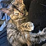 Precious joined the competition — help win amazing prizes! kitten, sleeping, fur, pink_nose, cute, cozy, black_fabric, pet, animal, resting, close_up, tabby, soft, small, domestic_cat, whiskers, paw, relaxed, indoor, fluffy