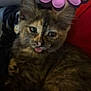 kitten, cat, tortoiseshell, tongue_out, pet, animal, cute, feline, whiskers, ears, fur, indoor, close_up, face, pink, flower, toy, playful, young, mischievous