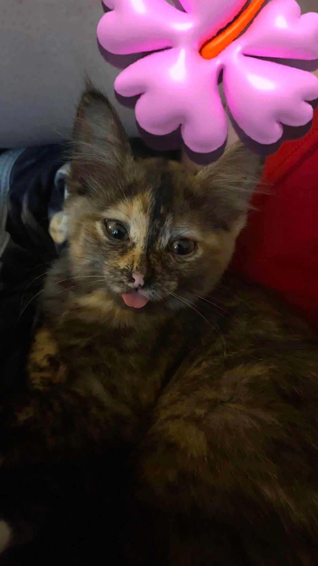 Precious is registered to the contest to win money with this photo: kitten, cat, tortoiseshell, tongue_out, pet, animal, cute, feline, whiskers, ears, fur, indoor, close_up, face, pink, flower, toy, playful, young, mischievous