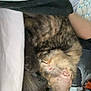 Precious joined the competition — help win amazing prizes! cat, sleeping, fur, blanket, indoor, cozy, pet, animal, resting, closeup, soft, cute, domestic, relaxing, mammal, whiskers, paw, feline, bed, comfort