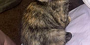 Precious joined the competition — help win amazing prizes! kitten, cat, tortoiseshell, pet, animal, fur, green_eyes, indoor, bed, blanket, curious, cute, small, whiskers, ears, face, resting, young, cozy, feline